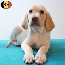 Labrador 25-05-26 M(BE1123) 29-07-26.jpg