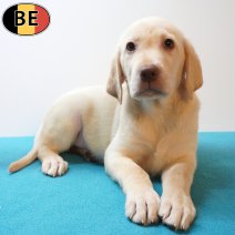 Labrador 25-05-26 M(BE2233) 29-07-26.jpg