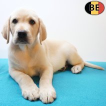 Labrador 25-05-26 M(BE1457) 29-07-26.jpg