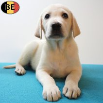 Labrador 25-05-26 M(BE2291) 29-07-26.jpg