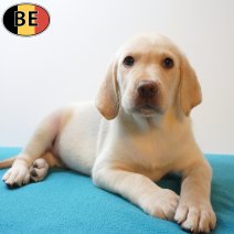 Labrador 25-05-26 M(BE2192) 29-07-26.jpg