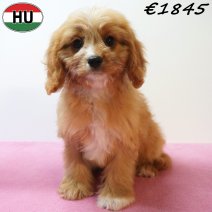 Cavapoo 13-04-26 F(HU6121) 29-07-26.jpg