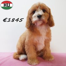 Cavapoo 13-04-26 F(HU6120) 29-07-26.jpg
