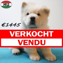 Chow Chow 13-04-26 M(HU6116) 29-07-26 verkocht - vendu.jpg