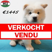 Chow Chow 13-04-26 M(HU6115) 29-07-26 verkocht - vendu.jpg