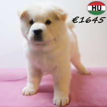 Chow Chow 13-04-26 F(HU6118) 29-07-26.jpg