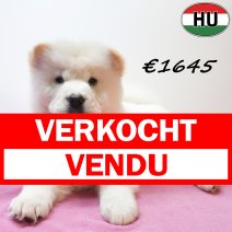 Chow Chow 13-04-26 F(HU6117) 29-07-26 verkocht - vendu.jpg