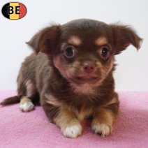 Chihuahua 29-05-26 F(BE3000) 29-07-26.jpg