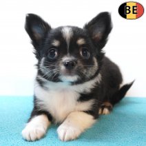 Chihuahua 04-06-26 M(BE9943) 29-07-26.jpg