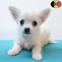 Chihuahua 04-06-26 M(BE9214) 29-07-26.jpg