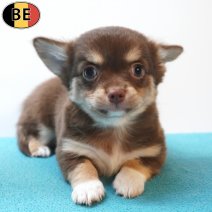 Chihuahua 29-05-26 M(BE3613) 29-07-26.jpg