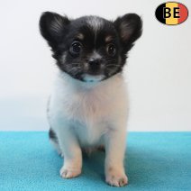 Chihuahua 04-06-26 M(BE3277) 29-07-26.jpg