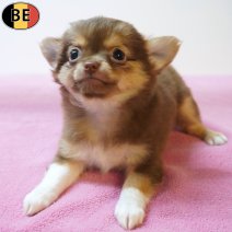 Chihuahua 29-05-26 F(BE4322) 29-07-26.jpg