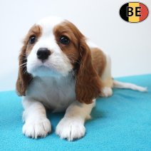 Cavalier King Charles 30-05-26 M(BE0639) 29-07-26.jpg