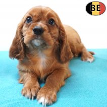 Cavalier King Charles 30-05-26 M(BE1355) 29-07-26.jpg