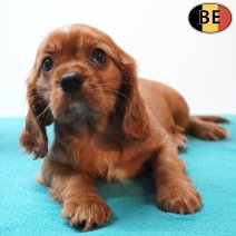 Cavalier King Charles 30-05-26 M(BE9838) 29-07-26.jpg
