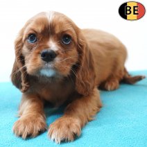 Cavalier King Charles 30-05-26 M(BE1786) 29-07-26.jpg