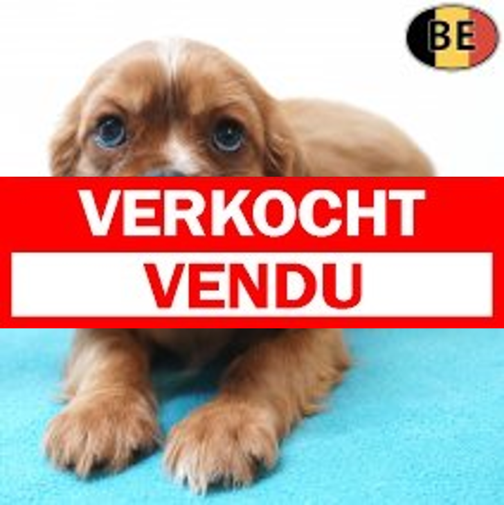 Cavalier King Charles 30-05-26 M(BE1786) 29-07-26.verkocht-vendu