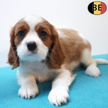 Cavalier King Charles 30-05-26 M(BE2544) 29-07-26.jpg