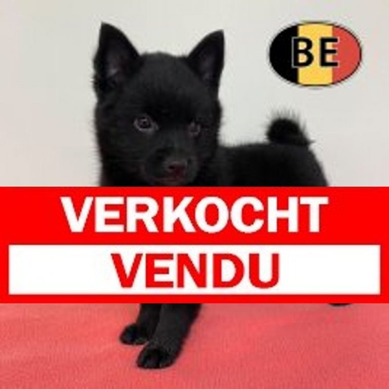 Schipperke 04-05-2026 F (BE0870) verkocht.jpg