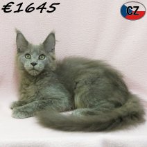 Maine Coon 31-03-26 F(CZ6822) 22-07-26.jpg