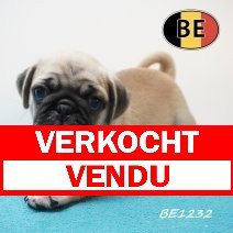 Mops 12-05-2026 M (BE1232) 16-07-2026 verkocht - vendu.jpg