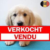 Golden Retriever 16-05-26 M(BE1658) 22-07-26 verkocht - vendu.jpg