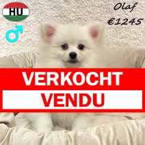 Keesje Olaf 15-01-26 M(HU6635) 29-07-26 verkocht - vendu.jpg