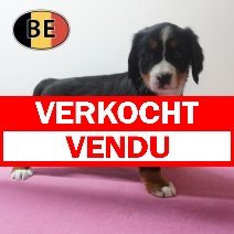 Berner Sennen 26-04-26 F (BE7888) 23-06-2026 verkocht - vendu.jpg