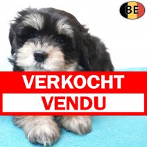Havanezer 23-05-26 M(BE4278) 22-07-26 verkocht - vendu.jpg