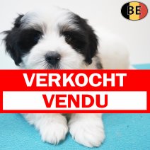 Havanezer 23-05-26 M(BE3634) 22-07-26 verkocht - vendu.jpg