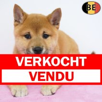 Shiba Inu 31-03-26 F(BE6265) 10-06-26 verkocht - vendu.jpg
