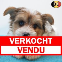 Biewer Yorkshire 23-05-26 M(BE2945) 22-07-26 verkocht - vendu.jpg