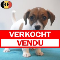 Jack Russell 01-06-26 M(BE7303) 27-07-26 verkocht - vendu.jpg
