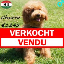 Poedel Churro 24-01-2026 M(HU8825) 12-07-26 verkocht - vendu.jpg