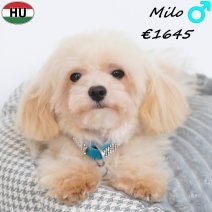 Maltipoo Milo 26-01-2026 M(HU8837) 02-08-26.jpg