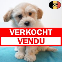 Havanezer 23-05-26 M(BE3015) 22-07-26 verkocht - vendu.jpg
