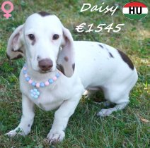 Teckel Daisy 05-03-2026 F(HU7818) 02-08-26.jpg