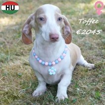 Teckel Toffee 30-01-2026 F(HU7762) 02-08-26.jpg