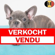 Franse Bulldog 09-05-26 M(BE7297) 27-07-26 verkocht - vendu.jpg