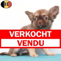 Chihuahua 10-05-26 M(BE7293) 27-07-26 verkocht - vendu.jpg