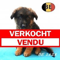 Duitse herder 19-05-26 M(BE1628) 25-07-26 verkocht - vendu.jpg