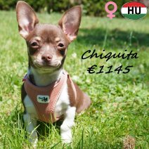Chihuahua Chiquita 02-02-2026 F(HU7795) 12-07-26..jpg