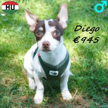 Chihuahua Diego 02-02-2026 M(HU7791) 12-07-26..jpg