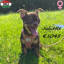 Chihuahua Juliette 27-12-25 F(HU8815) 02-08-26.jpg