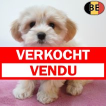 Havanezer 23-05-26 F(BE8345) 22-07-26 verkocht - vendu.jpg
