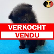 Keesje 27-04-26 M(BE3036) 01-07-26 verkocht - vendu.jpg
