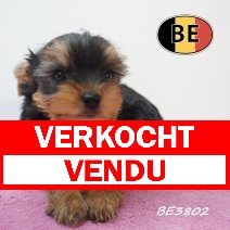 Yorkshire Terrier 19-05-2026 F (BE3802) 16-07-2026 verkocht - vendu.jpg