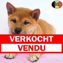 Shiba Inu 31-03-26 F(BE6257) 10-06-26 verkocht - vendu.jpg