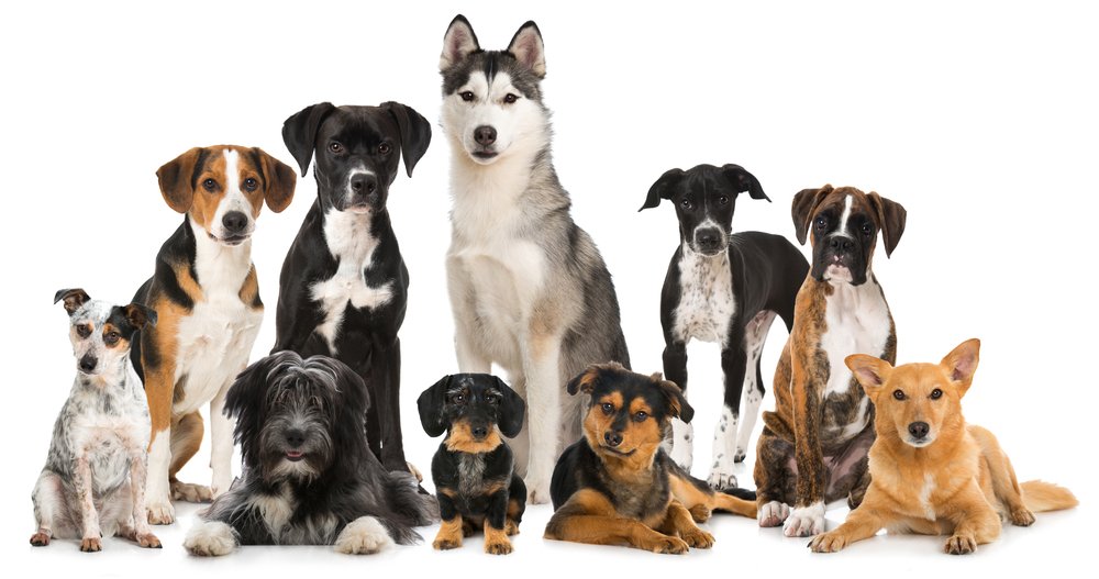 Groep grote en kleine honden die u kan kopen bij DogCatandCo